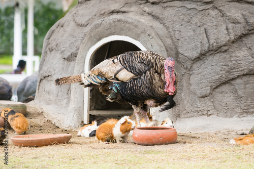 A Curious Turkey at the Entrance: A large turkey stands proudly at the entrance of a stone-like shelter, with guinea pigs nearby, capturing a moment of animal interaction and playful curiosity. 