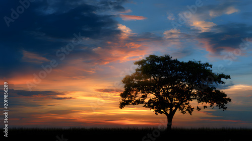 Simple sky with subtle gradient and tree silhouette below 