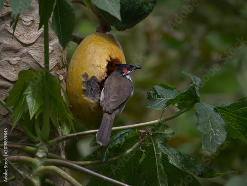 Red-Whiskered Bulbul bird eating ripe yellow papaya on tree