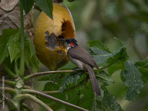 Red-Whiskered Bulbul bird eating ripe yellow papaya on tree