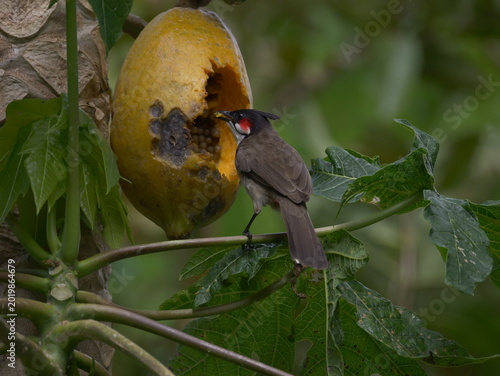 Red-Whiskered Bulbul bird eating ripe yellow papaya on tree