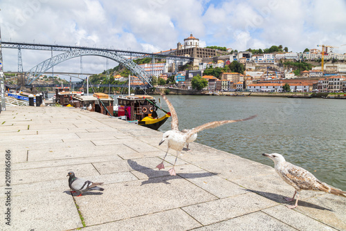 Foto Seagulls and Pigeon on Riverside Promenade with Porto Cityscape and Dom Luis I B