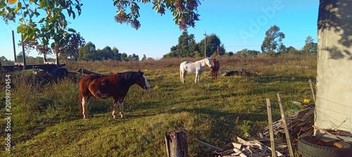 Caballos campo