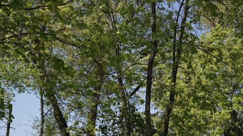 Black crow perched among fresh green spring leaves, calling from a tree canopy on a sunny day. Natural woodland scene with branches, foliage and blue sky in the background.