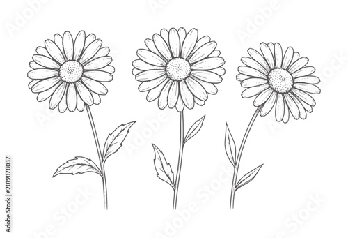 Fotografie Three black and white line of daisies with leaves daisy flower bloom botanical