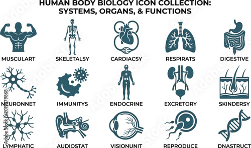 Bild auf Leinwand Illustrative icons depicting various human body systems organs and biological fu