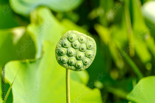 Foto Close-up of a green lotus seed head with seeds in summer