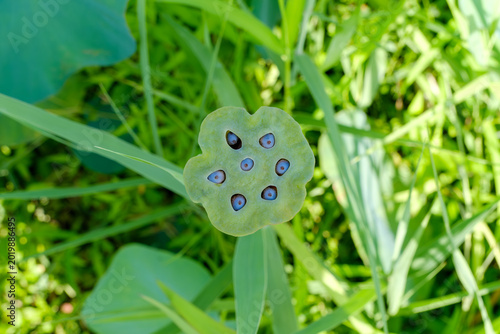 Schilderij op canvas Top view of a green lotus seed head with seeds