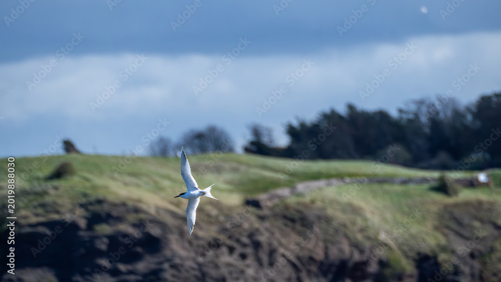 Fototapeta premium Sandwich tern in flight over coastal cliffs in North Berwick, Scotland