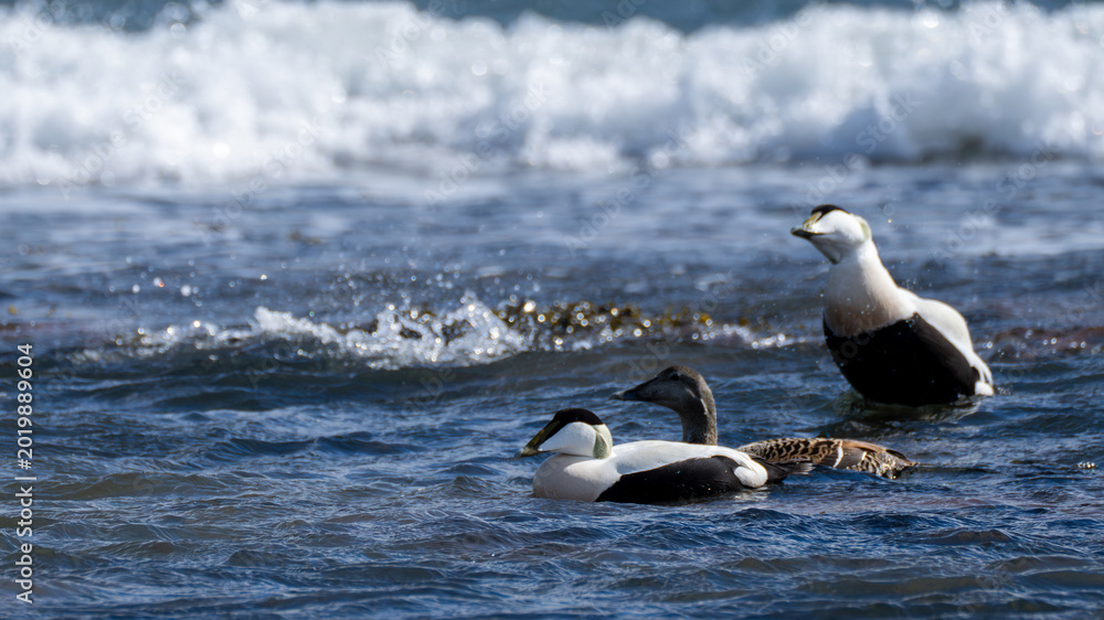 Fototapeta premium Common eiders in surf along the North Berwick coastline