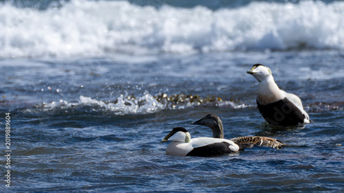 Common eiders in surf along the North Berwick coastline