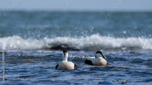 Canvas-taulu Male common eiders floating in coastal surf at North Berwick