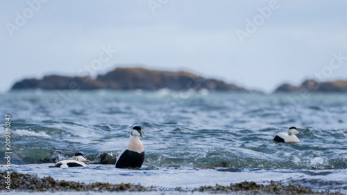 Valokuva Common eiders resting in shallow surf at North Berwick coast