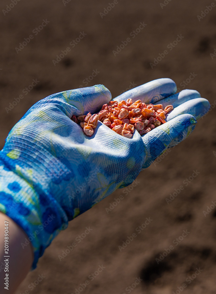 Obraz premium Plant corn in the garden. Selective focus.