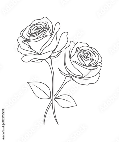 Two line roses with leaves white flowers floral outline