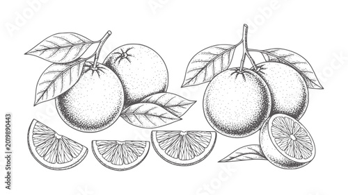 Vintage line of oranges with leaves and slices fruit citrus food