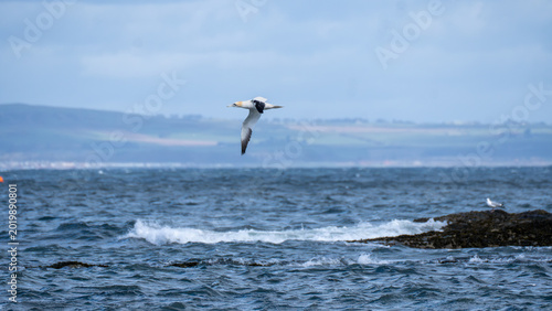 Konstfotografi Northern gannet flying above rough coastal waters near North Berwick