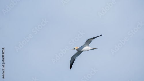 Quadro su tela Northern gannet soaring through clear blue sky over the North Sea