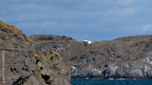 Foto Northern gannet flying past rugged coastal cliffs in Scotland
