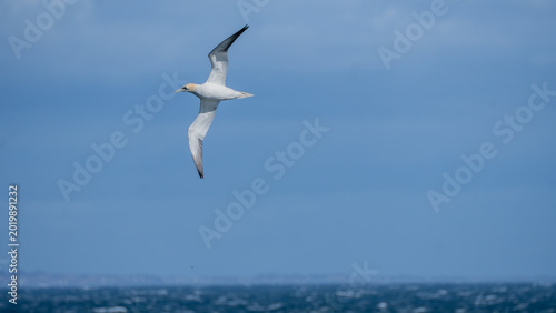 Bild auf Leinwand Northern gannet soaring above the North Sea near North Berwick