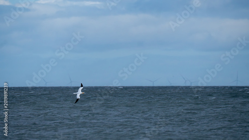 Canvastavla Northern gannet flying low over stormy North Sea with offshore wind farm