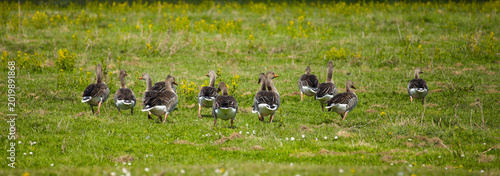 Konstfotografi A flock of greylag geese in a meadow in the Fulltofta-Häggenäs Nature Reserve, Skåne Region, Sweden