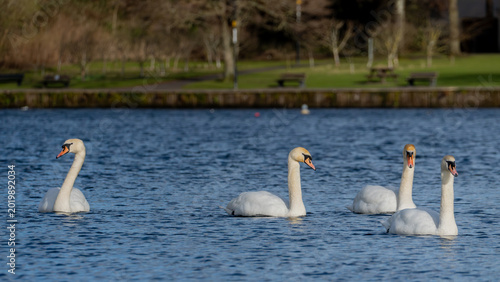 Cuadro en lienzo Mute Swans Swimming on Linlithgow Loch in Scotland