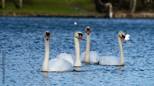 Konstfotografi Group of Mute Swans Swimming on Linlithgow Loch in Scotland