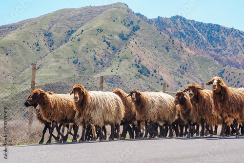 Flock of sheep walking on mountain road side against scenic hills