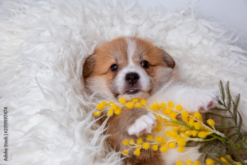 cute Welsh Corgi Pembroke puppy lying on his back on a blanket with spring flowers. cute adorable pet puppies