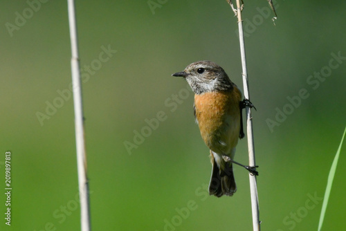 Young stonechat bird on reed looking in swamp in May