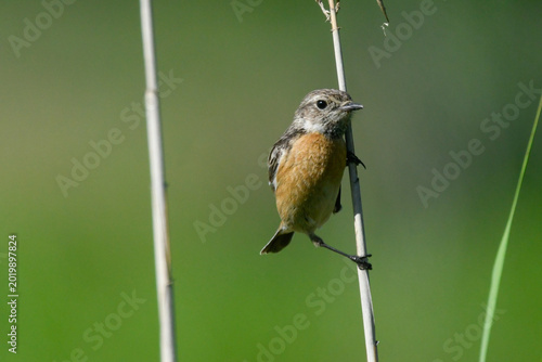 Young stonechat bird on reed looking in swamp in May