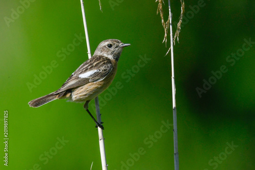 Young stonechat bird on reed looking in swamp in May