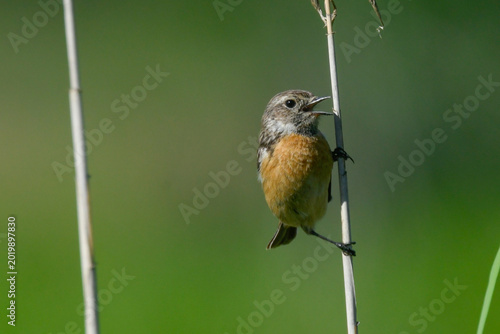Young stonechat bird on reed looking in swamp in May