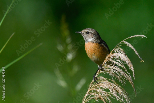 Young stonechat bird on reed looking in swamp in May