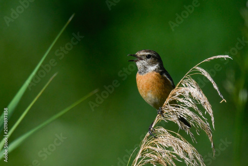 Young stonechat bird on reed looking in swamp in May