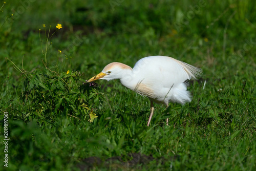 cattle egret, in the foreground, on the meadow looking for food, in May during the spring migration