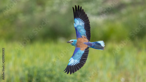 Quadro em tela European Roller captured in flight.