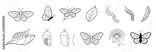 Konstfotografi Butterfly life cycle vector icon set, educational illustration showing complete metamorphosis stages from egg, larva, pupa to butterfly