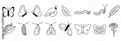Konstfotografi Butterfly life cycle vector icon set, educational illustration showing complete metamorphosis stages from egg, larva, pupa to butterfly