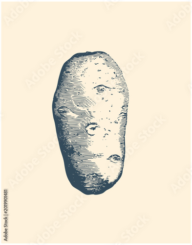 Detailed vintage style potato engraving illustration with hand drawn texture. Rustic organic root vegetable artwork isolated on beige background.