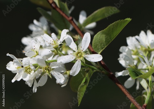 Принти на полотні Branch of Amelanchier shrub blooming in spring