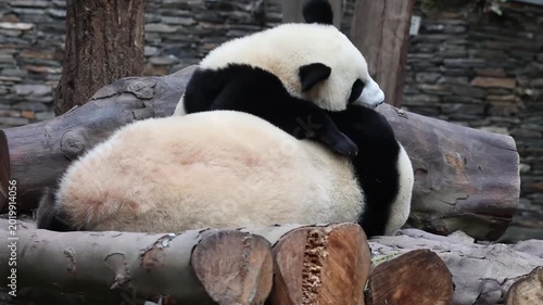 Mother Panda playing with her Cub on the wood structure, Wolong Panda Base , China