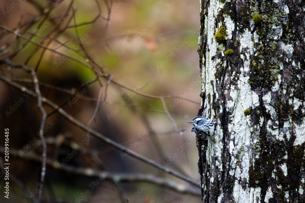 Obraz premium Black and White Warbler Foraging on Mossy Tree Trunk in Spring Forest