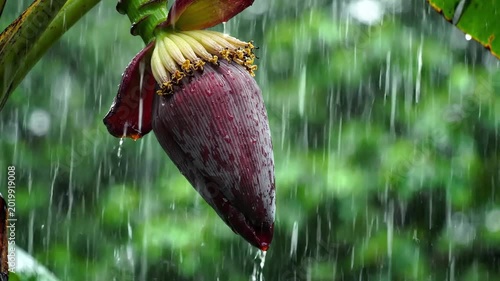 Tropical banana blossom bud with falling raindrops, lush green foliage background, heavy rain shower, focus on fresh natural growth and tropical environment