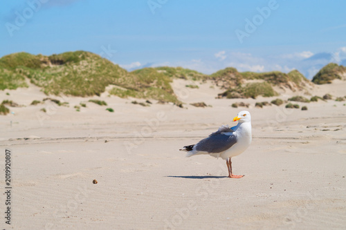 Herring gull on the beach in the foreground, green dunes in the middle ground and blue sky in the background