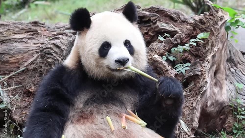 Female panda, Yuan Run , eating fresh bamboo , Chengdu , China