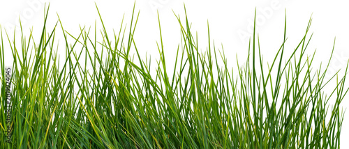 Lush green grass blades detailed texture, isolated on transparent background