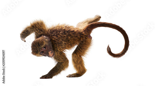 Photography Brown fluffy monkey with long tail, isolated on transparent background