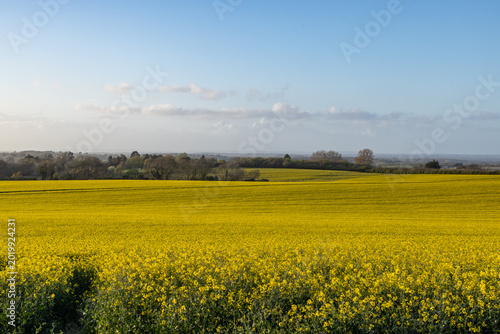 Tableau sur toile Oilseed rape crops growing under a blue sky in the South  Downs